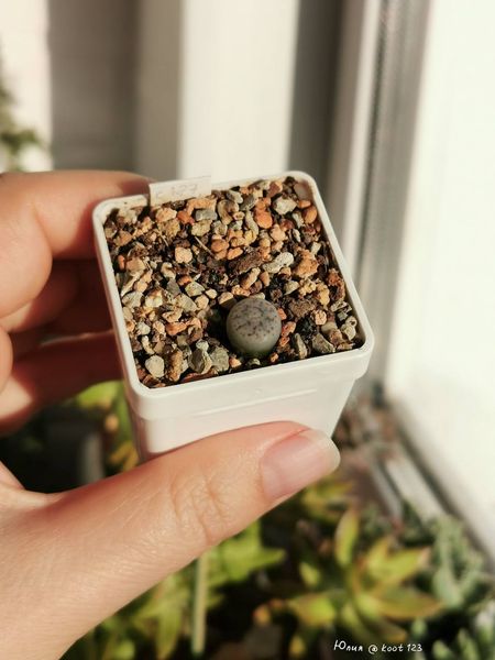 L. pseudotruncatella ssp. pseudotruncatella var. elisabethiae, C187
