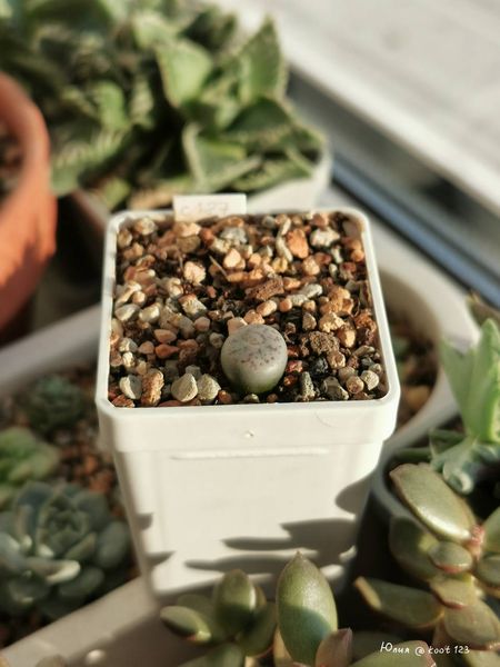 L. pseudotruncatella ssp. pseudotruncatella var. elisabethiae, C187