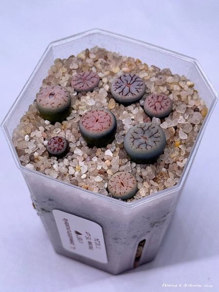 L. pseudotruncatella ssp. pseudotruncatella var. elisabethiae, C187