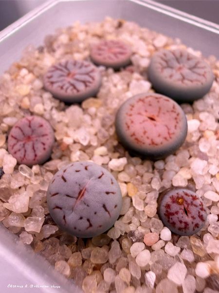 L. pseudotruncatella ssp. pseudotruncatella var. elisabethiae, C187