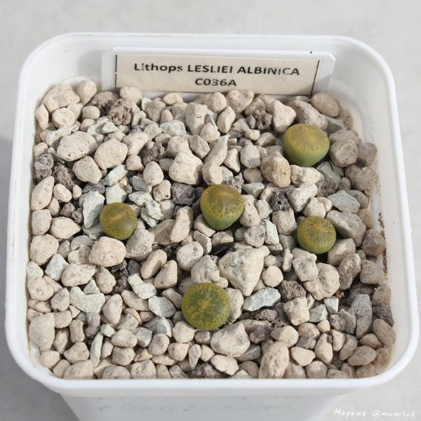 L. lesliei cv. 'Albinica', C036A
