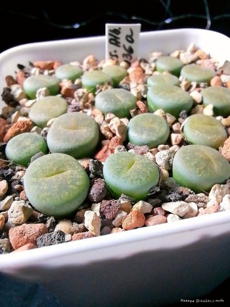 L. lesliei cv. 'Albinica', C036A