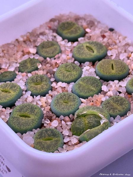 L. lesliei cv. 'Albinica', C036A