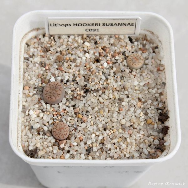 L. hookeri var. susannae, C091