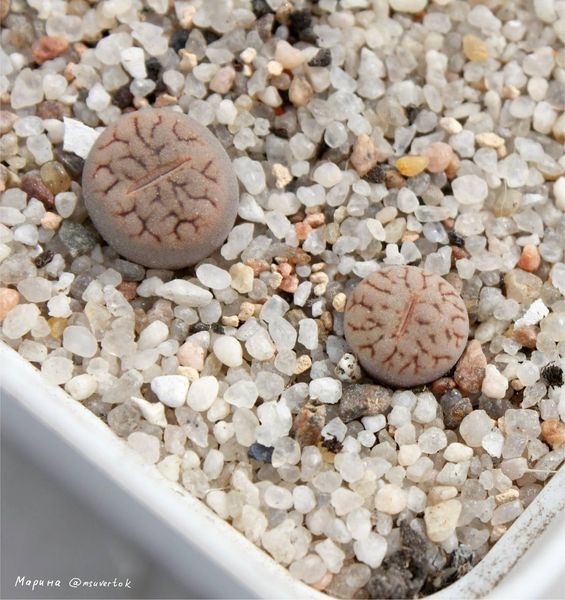 L. hookeri var. susannae, C091