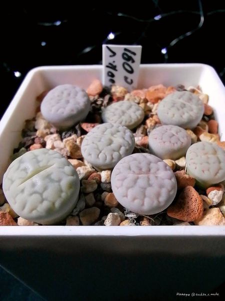 L. hookeri var. susannae, C091