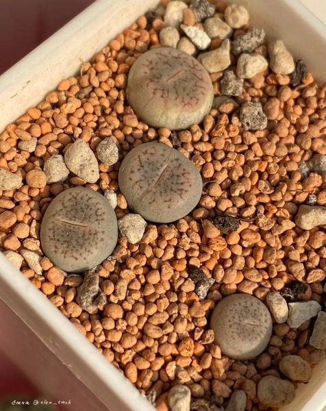 L. hookeri var. susannae, C091