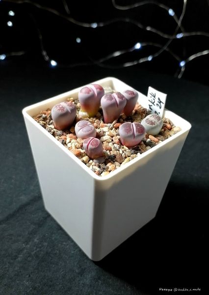 L. cv. 'Murasaki-Kikushogyoku'