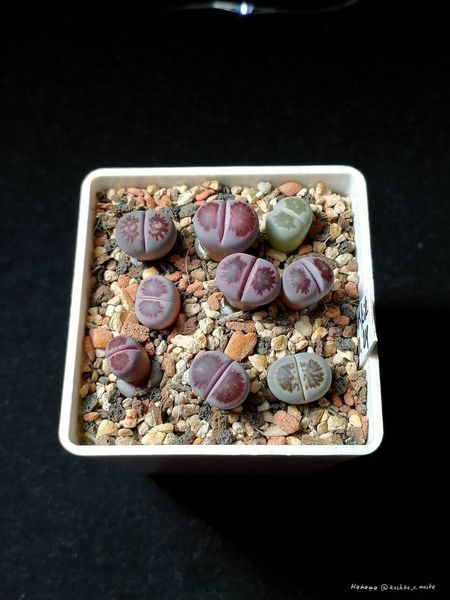 L. cv. 'Murasaki-Kikushogyoku'