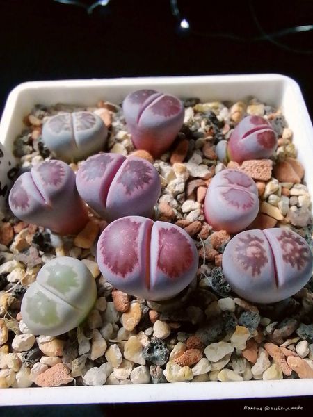 L. cv. 'Murasaki-Kikushogyoku'