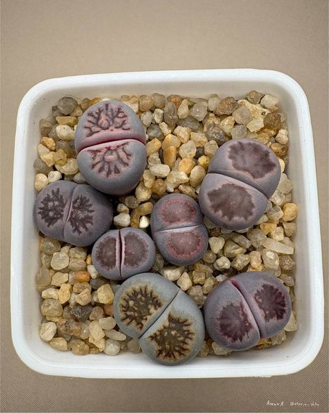 L. cv. 'Murasaki-Kikushogyoku'