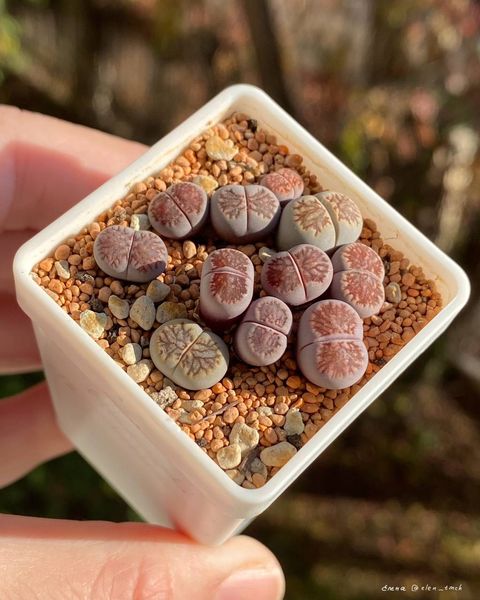 L. cv. 'Murasaki-Kikushogyoku'