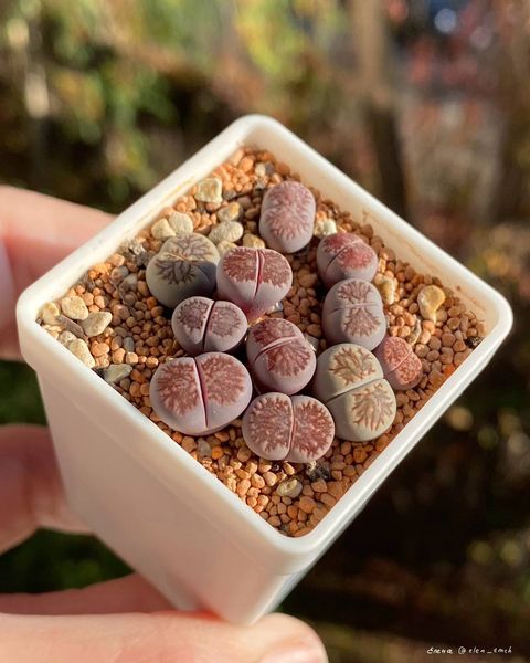 L. cv. 'Murasaki-Kikushogyoku'