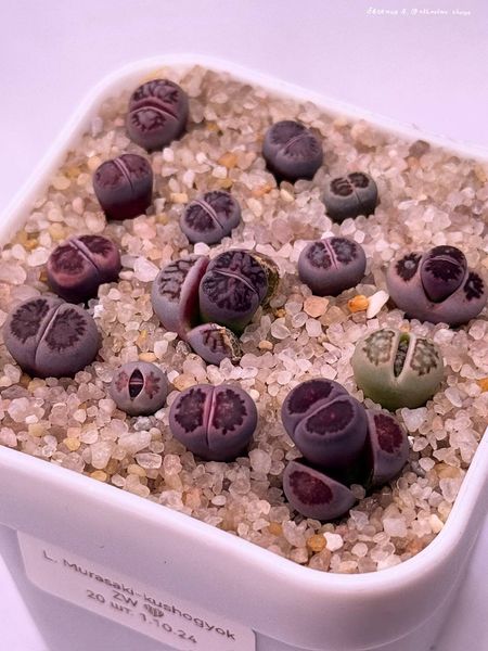 L. cv. 'Murasaki-Kikushogyoku'