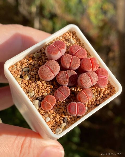 L. karasmontana cv. 'Axel's Rose'