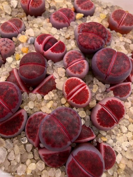 L. karasmontana cv. 'Axel's Rose'