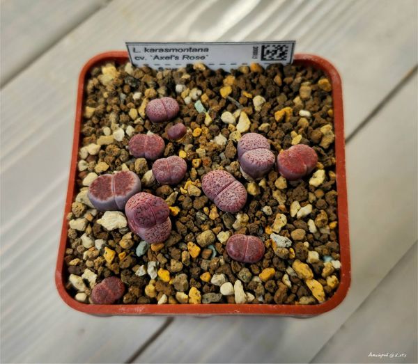 L. karasmontana cv. 'Axel's Rose'