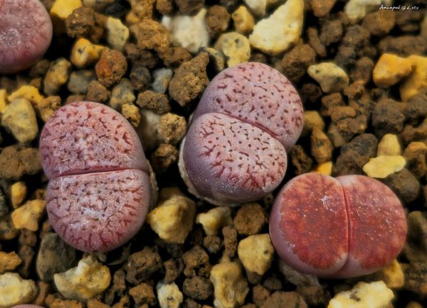 L. karasmontana cv. 'Axel's Rose'