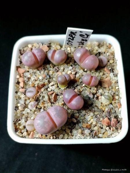 L. otzeniana cv. 'Cesky Granat'