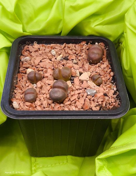 L. otzeniana cv. 'Cesky Granat'