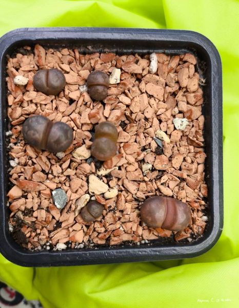 L. otzeniana cv. 'Cesky Granat'