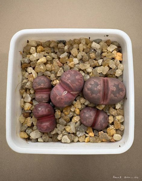 L. otzeniana cv. 'Cesky Granat'