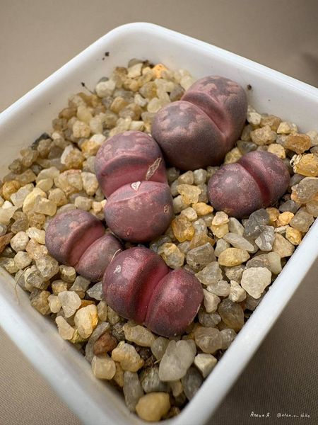 L. otzeniana cv. 'Cesky Granat'