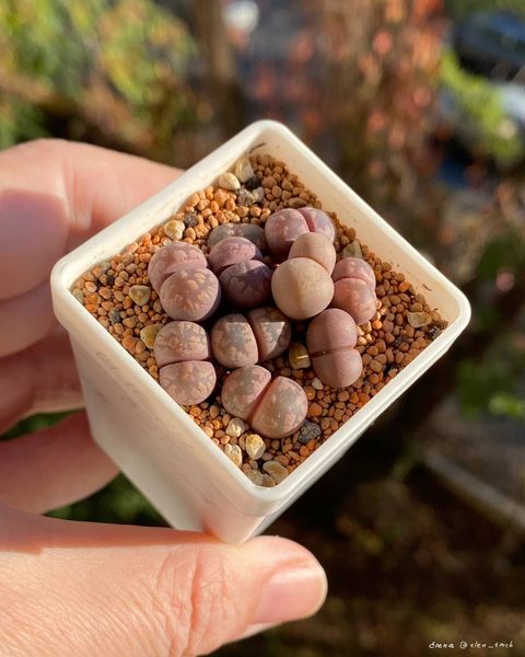 L. otzeniana cv. 'Cesky Granat'