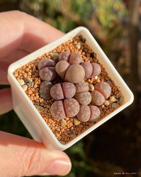 L. otzeniana cv. 'Cesky Granat'