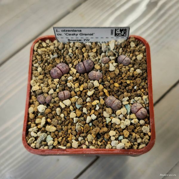 L. otzeniana cv. 'Cesky Granat'