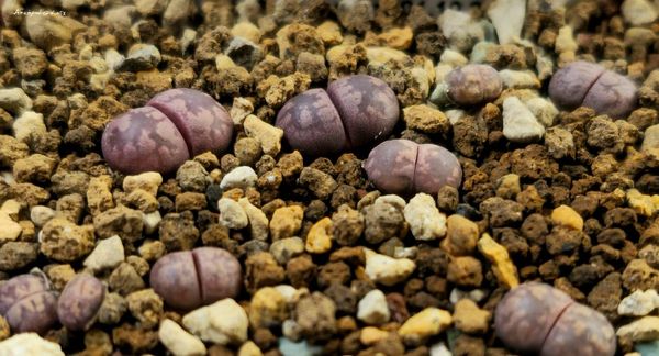 L. otzeniana cv. 'Cesky Granat'