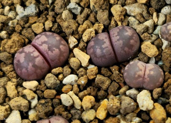 L. otzeniana cv. 'Cesky Granat'