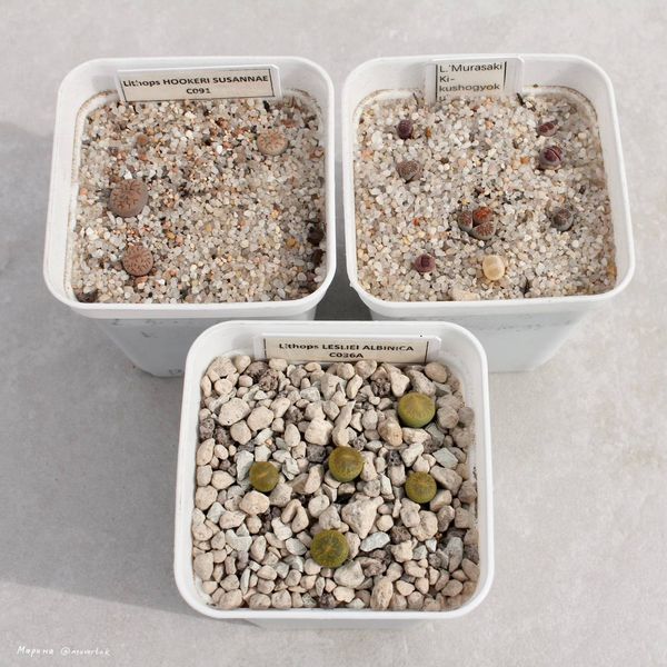 Lithops