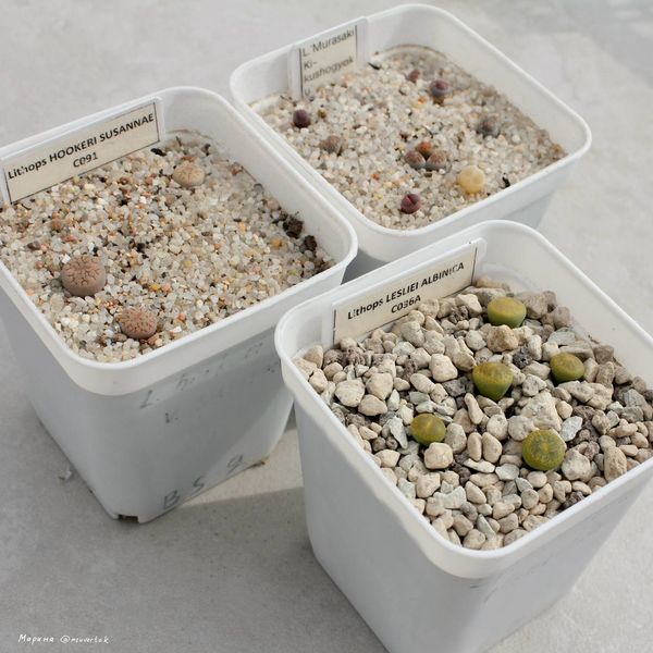 Lithops