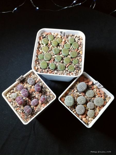 Lithops