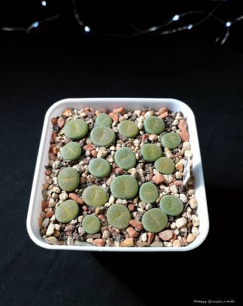 Lithops
