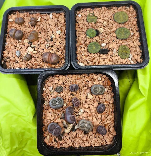 Lithops
