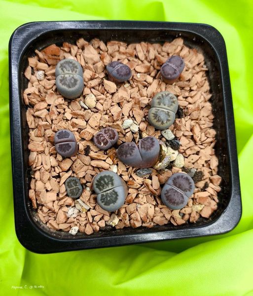 Lithops