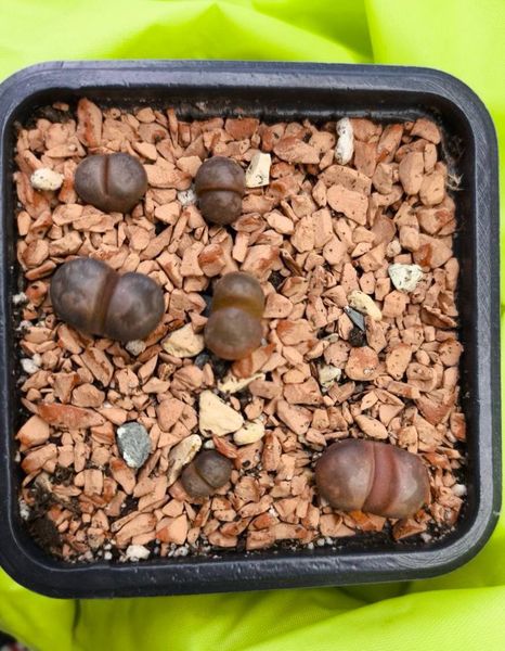 Lithops