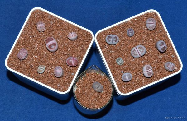 Lithops
