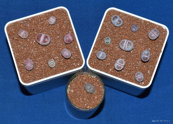 Lithops