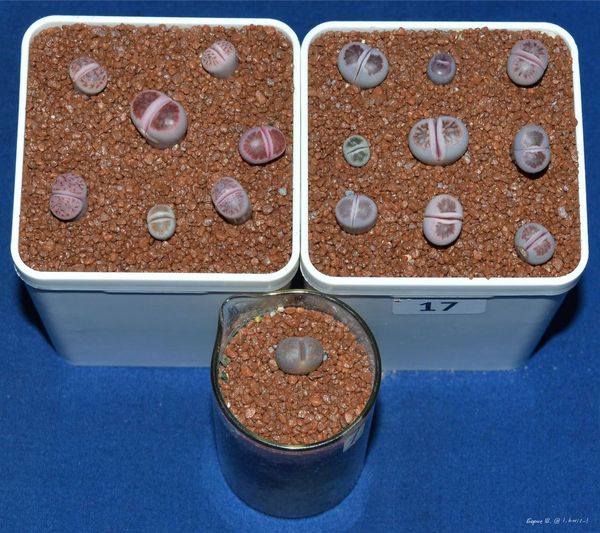 Lithops