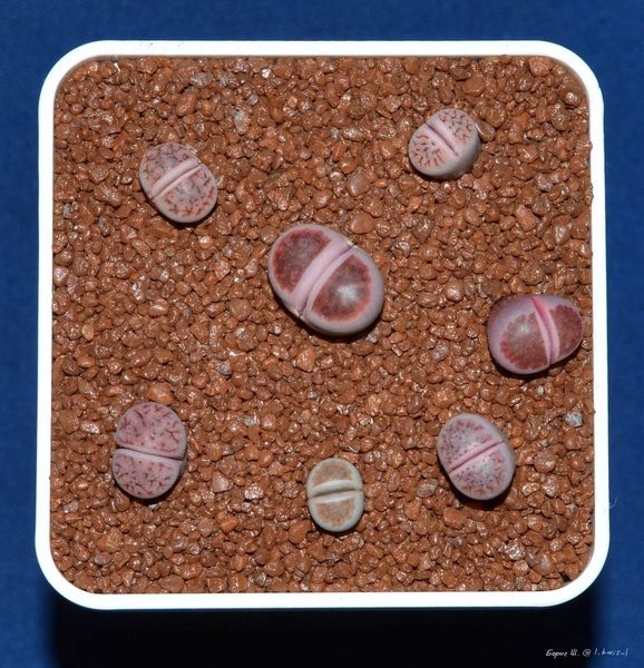 Lithops