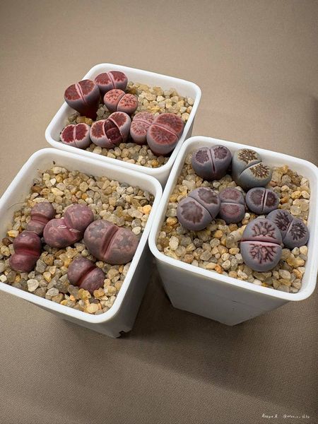 Lithops