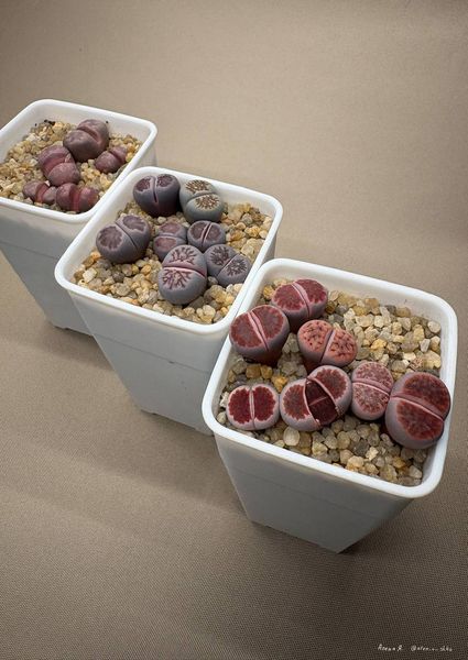 Lithops