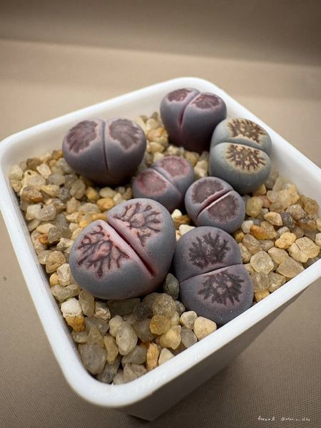 Lithops