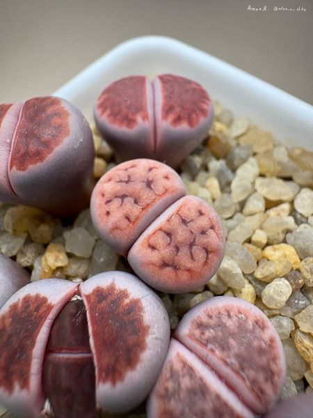 Lithops