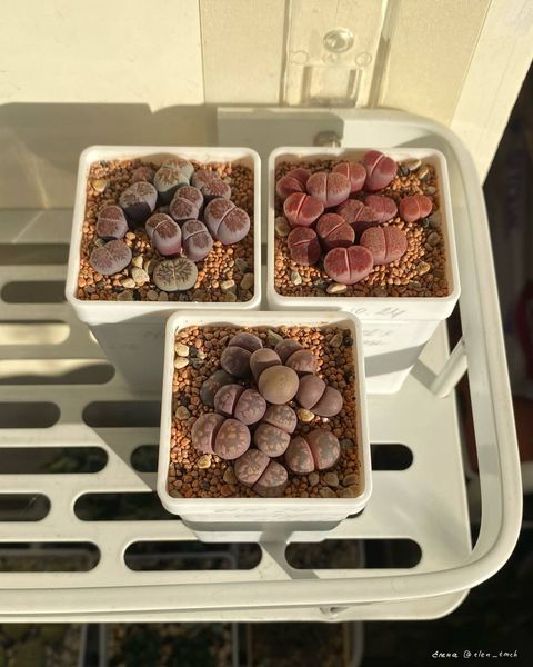 Lithops