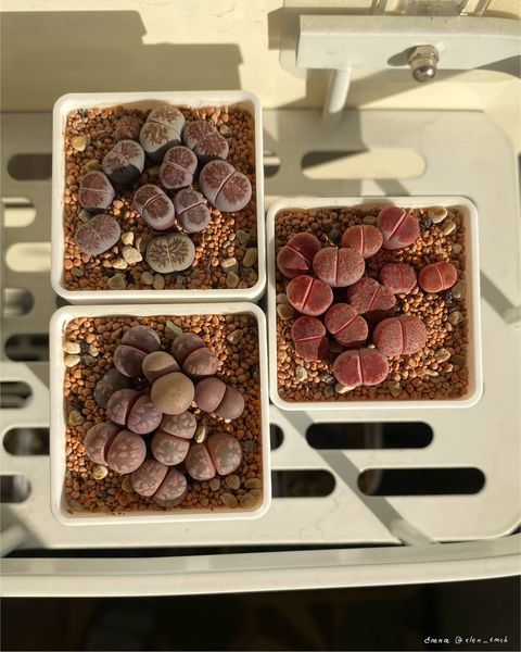 Lithops
