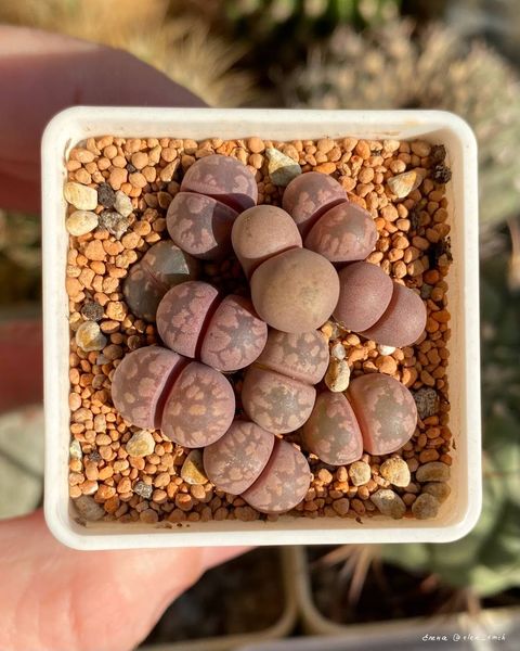 Lithops